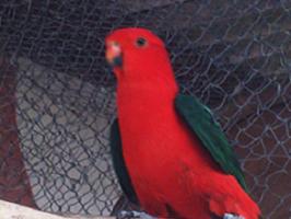 Cotorra real australiana - King Parrot